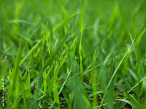 Macro green grass with sunlight 