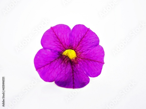 Colorful Petunia flowers isolate on white background