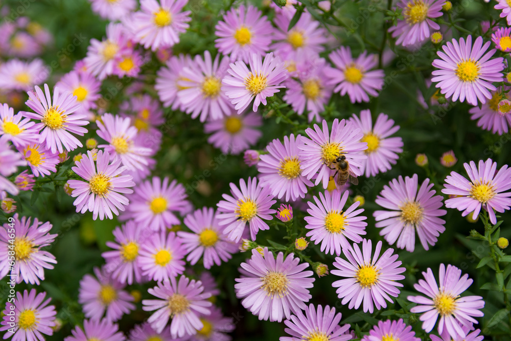 Many beautiful purple Aster flowers with a small bee collecting pollen on a sunny summer day in the garden. Natural and floral background concept Many beautiful purple Aster flowers with a small bee collecting pollen on a sunny summer day in the garden. Natural and floral background concept