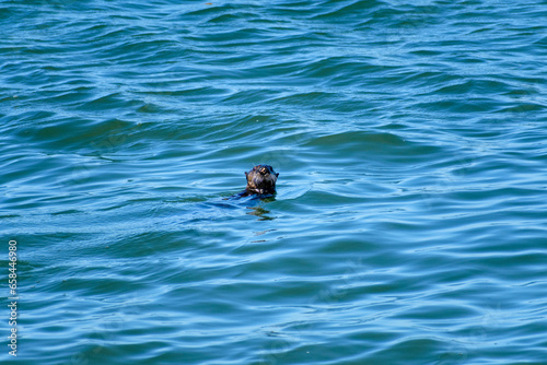 Sea otter floating on its back and looking at camera in calm ocean water of Monterey Bay, California