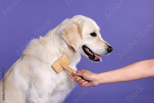 Woman brushing cute Labrador Retriever dog's hair on purple background, closeup