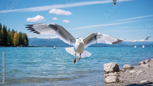 seagull in the sky