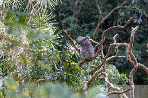 Canvas Print Sleeping koala sitting in a tree