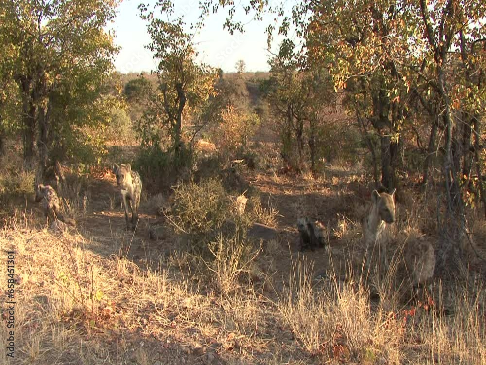 Spotted Hyena Pack Family Hyenas in Dry Season in Africa Savanna Stock