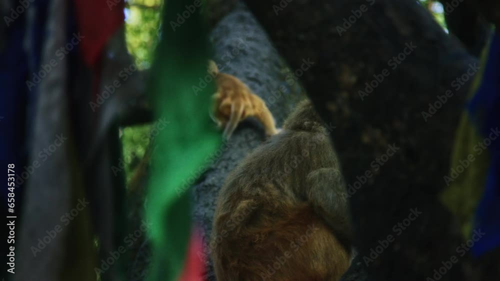 Adorable little monkey climbing prayer flag tree in Nepal Adorable little monkey climbing prayer flag tree in Nepal