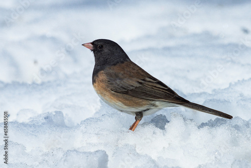 A Dark-eyed Junco (Oregon variety) standing in snow in side profile with good feather pattern details. Close up view.