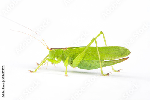 green grasshopper isolated on white background.