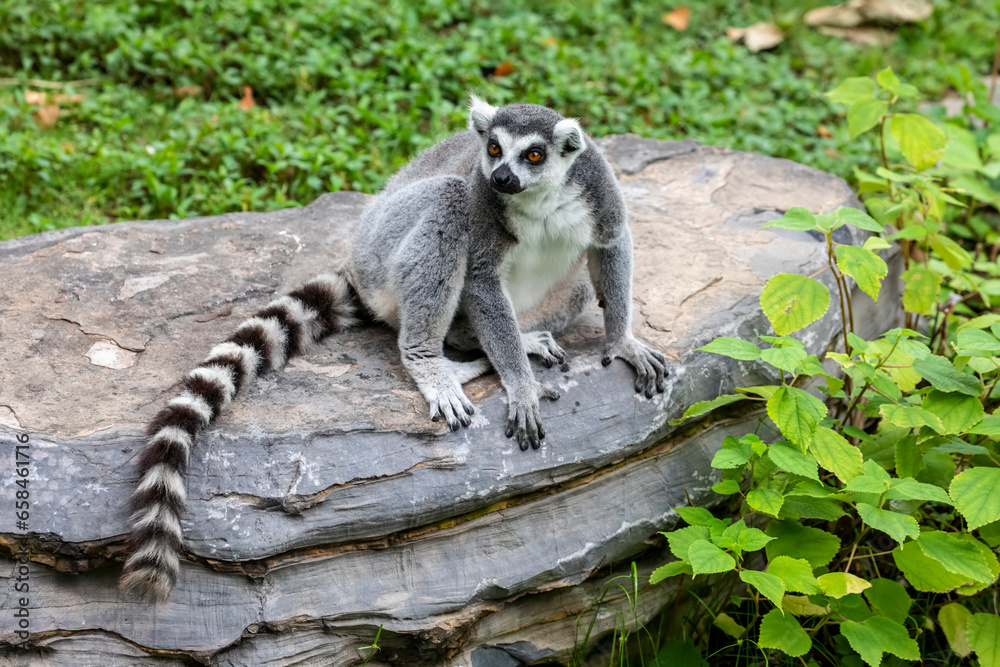 Fototapeta premium The closeup image of a Ring-tailed lemur (Lemur catta). It is a large strepsirrhine primate and the most recognized lemur due to its long, black and white ringed tail.