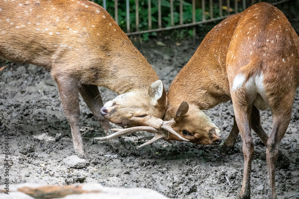 Two Male Indian Hog Deer Axis Porcinus Are Flighting It Is A Small male-hog-island-20inch-9-27-20-boa-constrictor-by-miami-reptile-company