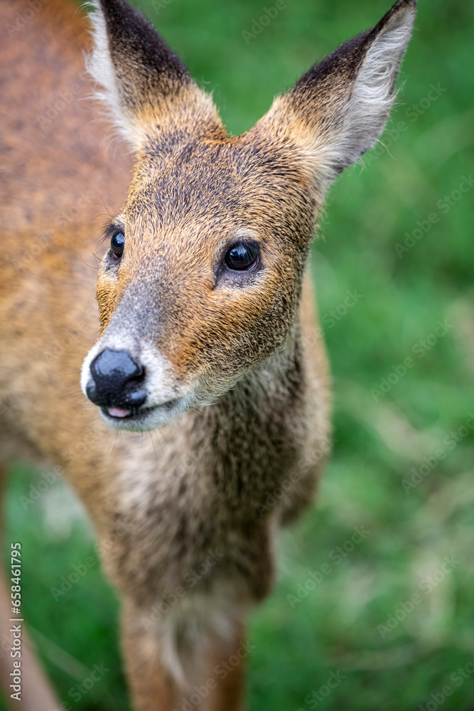 The water deer (Hydropotes inermis) is a small deer species native to China and Korea. Its prominent tusks.