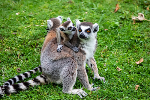 The closeup image of a Ring-tailed lemur (Lemur catta) with a baby.
It is a large strepsirrhine primate and the most recognized lemur due to its long, black and white ringed tail. 