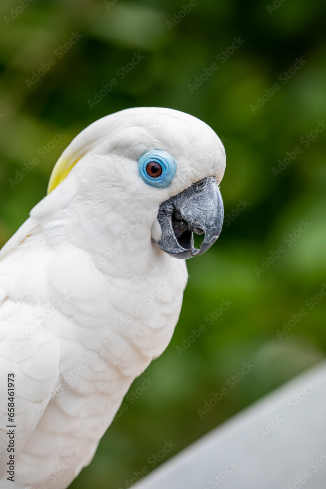 The blue-eyed cockatoo (Cacatua ophthalmica) is a large, mainly white cockatoo with a mobile crest, a black beak, and a light blue rim of featherless skin around each eye. The blue-eyed cockatoo (Cacatua ophthalmica) is a large, mainly white cockatoo with a mobile crest, a black beak, and a light blue rim of featherless skin around each eye.