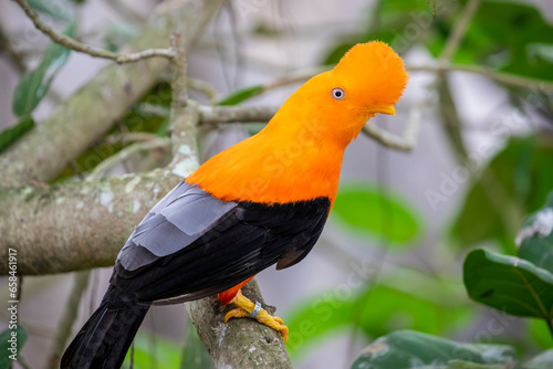 The male Andean cock-of-the-rock (Rupicola peruvianus) is a large passerine bird of the cotinga family native to Andean cloud forests in South America. It is regarded as the national bird of Peru photo