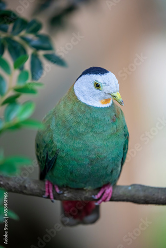 the male Black-naped fruit dove (Ptilinopus melanospilus) is a medium-sized green fruit dove with yellowish bill and iris. The male has a pale grey head with a black nape, yellow throat. photo