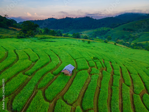 sunset with green Terraced Rice Field in Chiangmai  Thailand