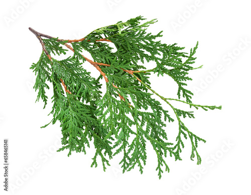 Green cedar branch isolated cutout on transparent
