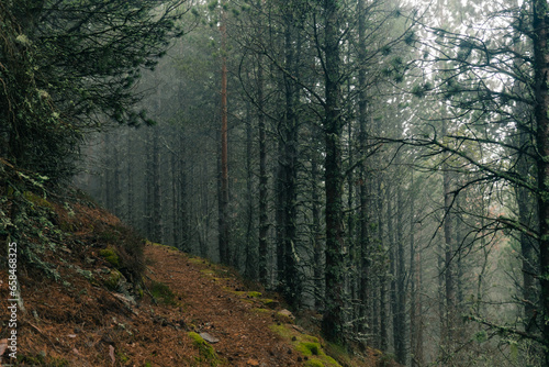 very mysterious and desolate atmosphere on a gloomy day in the dark woods with thick fog. pyrenees