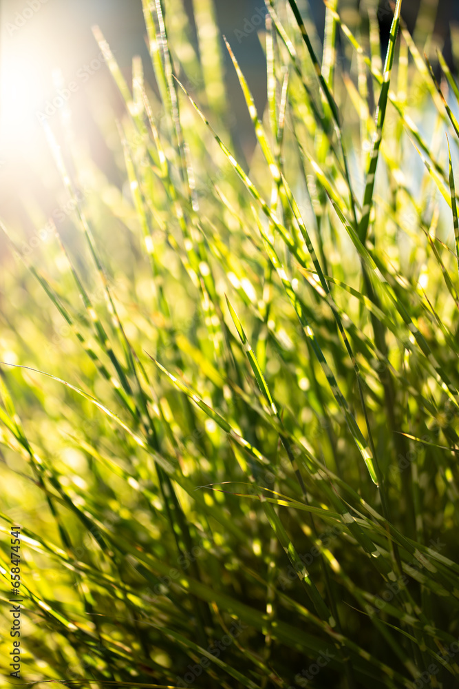 Closeup of fresh green grass at sunset. Yellow grass herbs at sunrise with sun rays. Natural summer spring greenery background. Calm scene. Closeup of fresh green grass at sunset. Yellow grass herbs at sunrise with sun rays. Natural summer spring greenery background. Calm scene.
