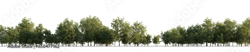 isolated deciduous tree, best use for background