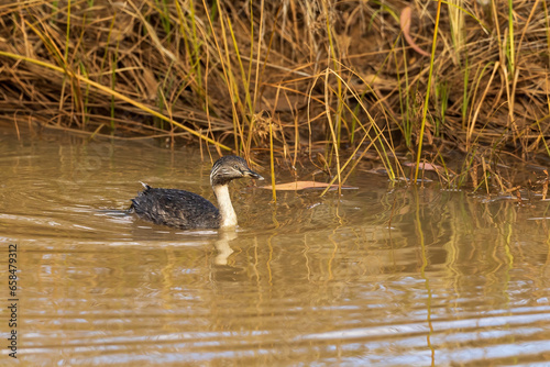 Small duck like bird with a distinctive streaked head and pale neck, that rides low in the water, known as the Hoary-headed Grebe (Poliocephalus poliocephalus) photo