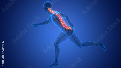 Spinal Cord Vertebral Column of Human Skeleton System Anatomy