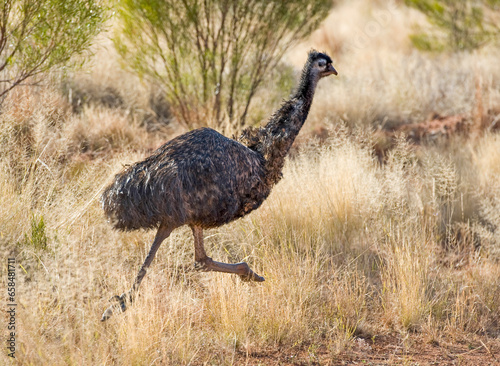 Fotografie, Tablou Emu on the run in outback Queensland, Australia.