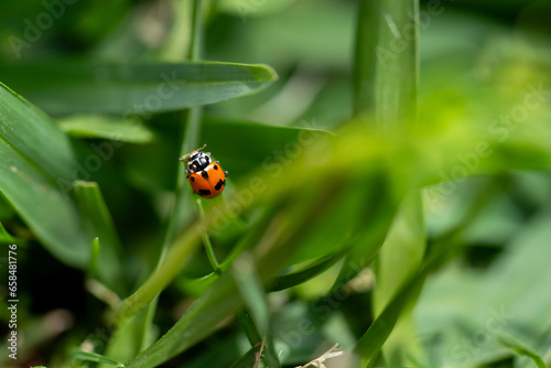 closeup of a ladybird on a green leaf