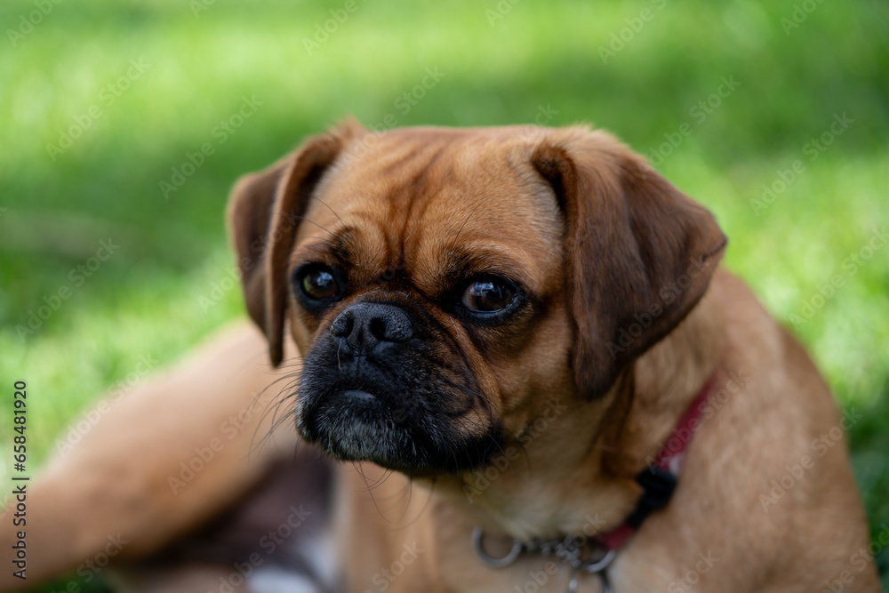 pugalier puppy portrait
