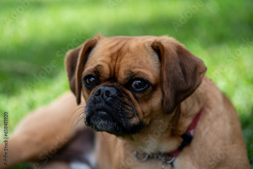 pugalier puppy portrait © Em Neems Photography