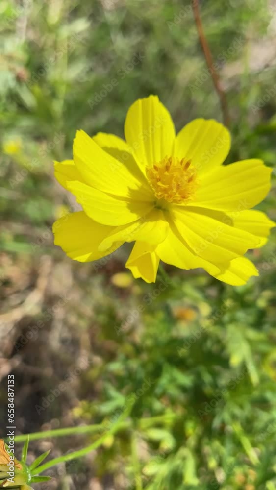 video of flower moving with the wind Peruvian zinnia or mexican zinnia flower background beautiful garden daisy video of flower moving with the wind Peruvian zinnia or mexican zinnia flower background beautiful garden daisy
