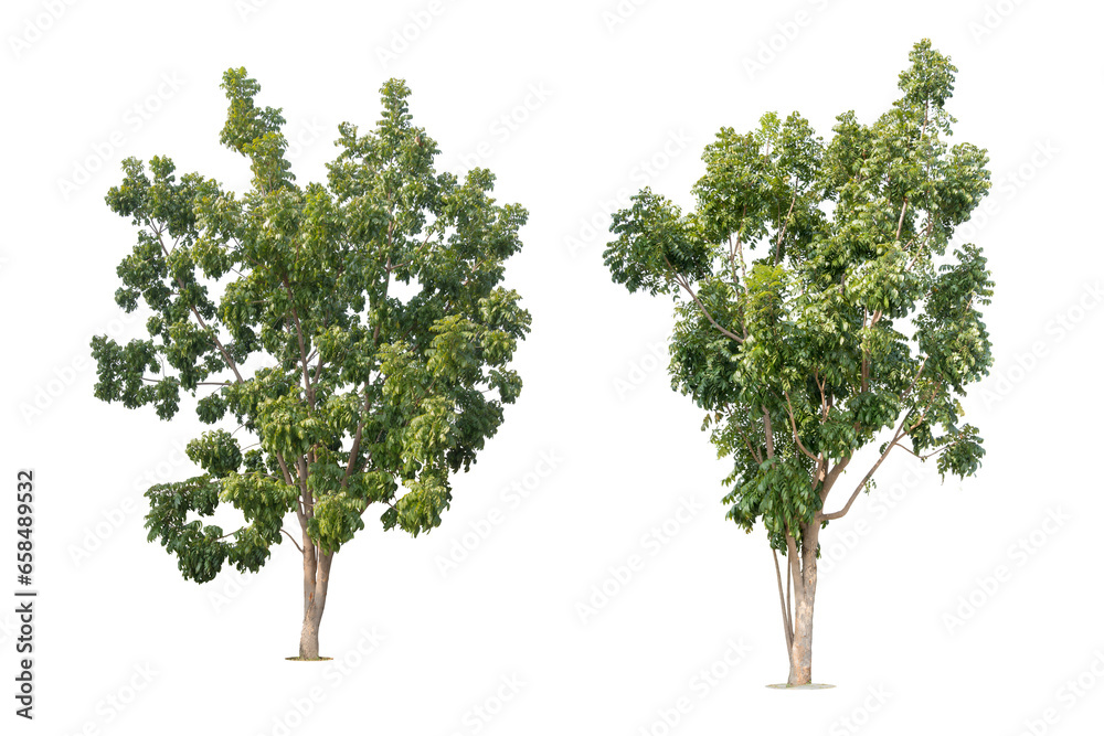 Obraz premium Green tree isolated on white background for nature and ecology design