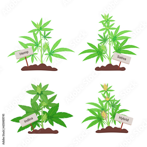Different types of marijuana plants: hemp, sativa, hybrid, indica. Vector illustrations of green plans. Nature, medicine concept