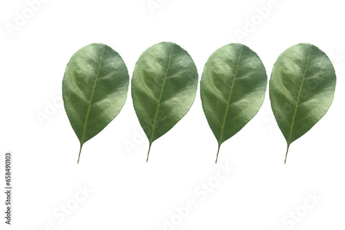 Green leaves isolated on white background. 