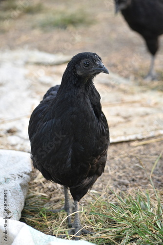 Ayam Cemani Black Chicken Hen Near Closeup Shot in Backyard Farm photo