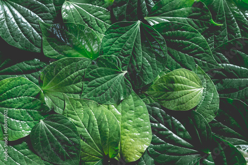 Piper sarmentosum roxb or wildbetal leafbush . Green leaves texture background photo
