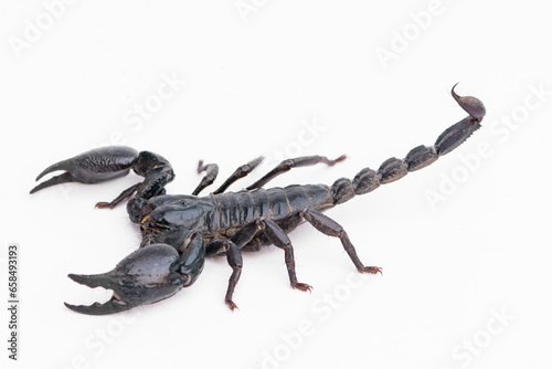 Black scorpion isolated on white background.