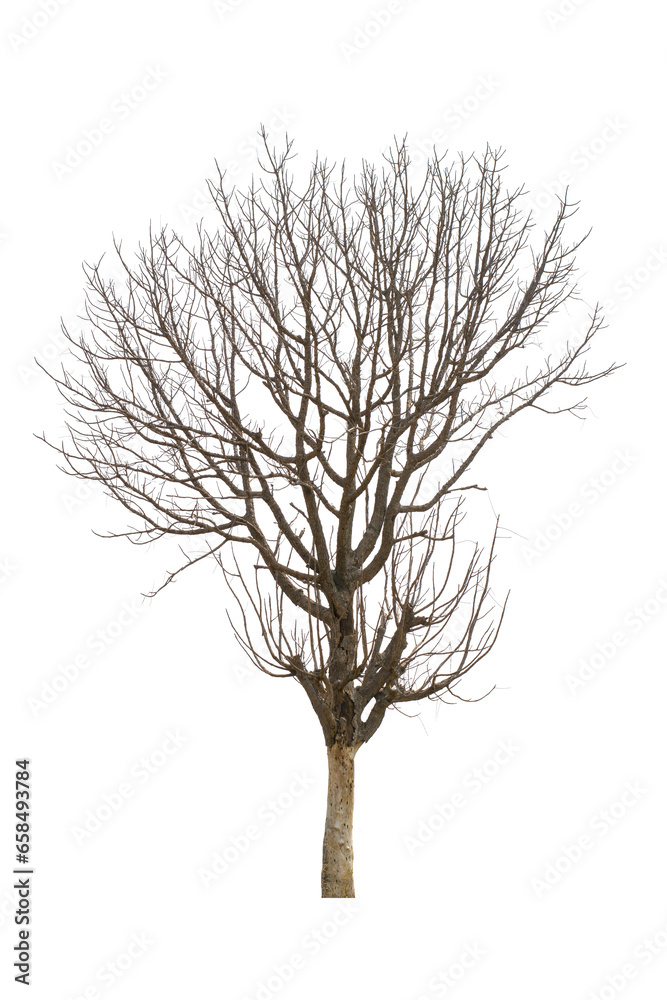 Obraz premium Tree without leaves isolated on white background