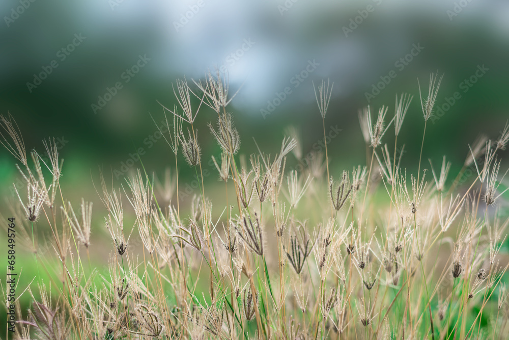 Flower grass on sunset with nature background.