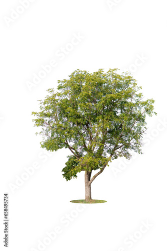 Green tree isolated on white background,Clipping path.