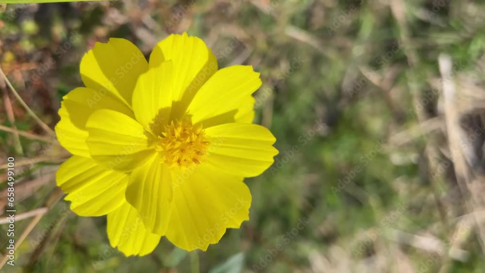 video of flower moving with the wind Peruvian zinnia or mexican zinnia flower background beautiful garden daisy video of flower moving with the wind Peruvian zinnia or mexican zinnia flower background beautiful garden daisy