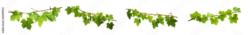 Set of grape branches or three-leaved wild vine (Cissus spp.), a jungle vine hanging ivy plant bush foliage, isolated on a white background with a clipping path. - obrazy, fototapety, plakaty 