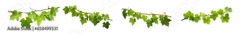 Fotografia Set of grape branches or three-leaved wild vine (Cissus spp