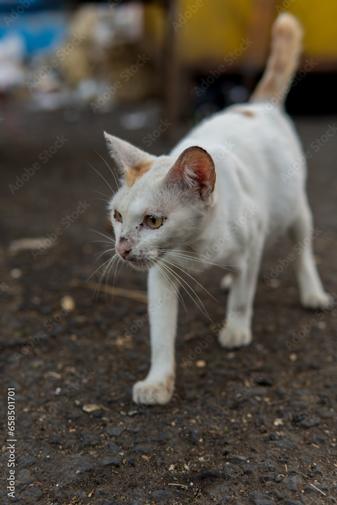 Domestic cats that seem to relax on the streets of traditional markets. It looks shabby and unkempt. Domestic cats that seem to relax on the streets of traditional markets. It looks shabby and unkempt.
