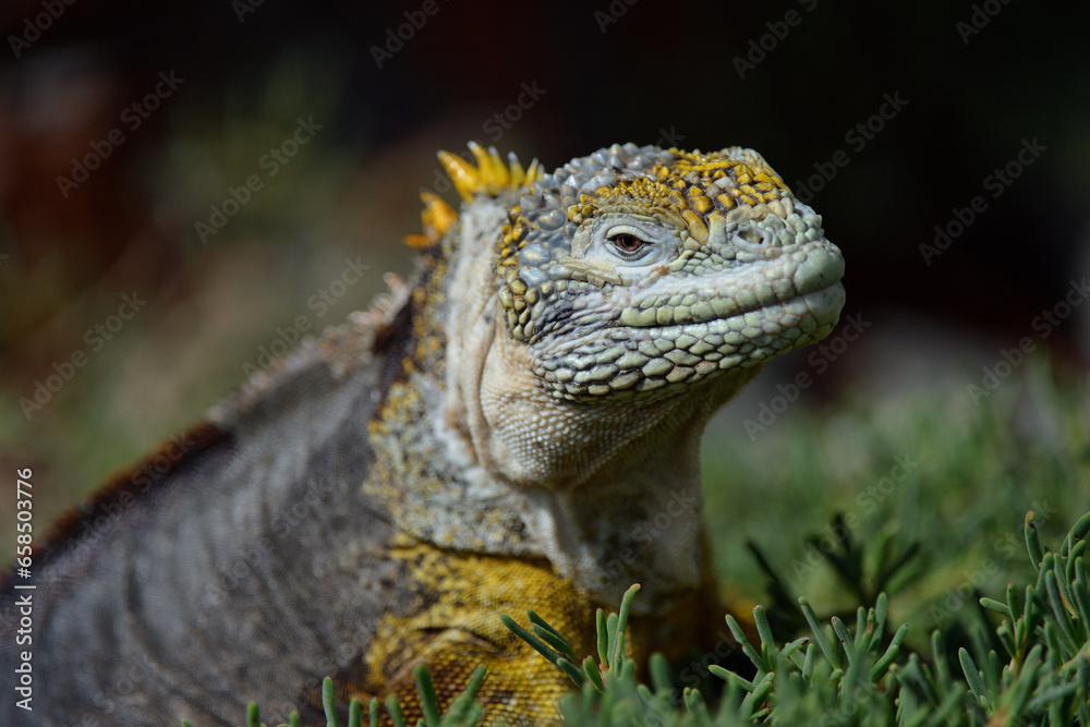 Obraz premium Portrait von einem Leguan