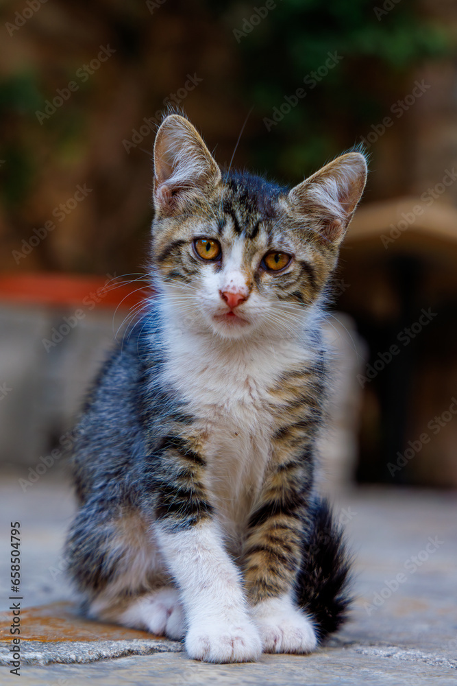 Portrait of beautiful gray striped cat