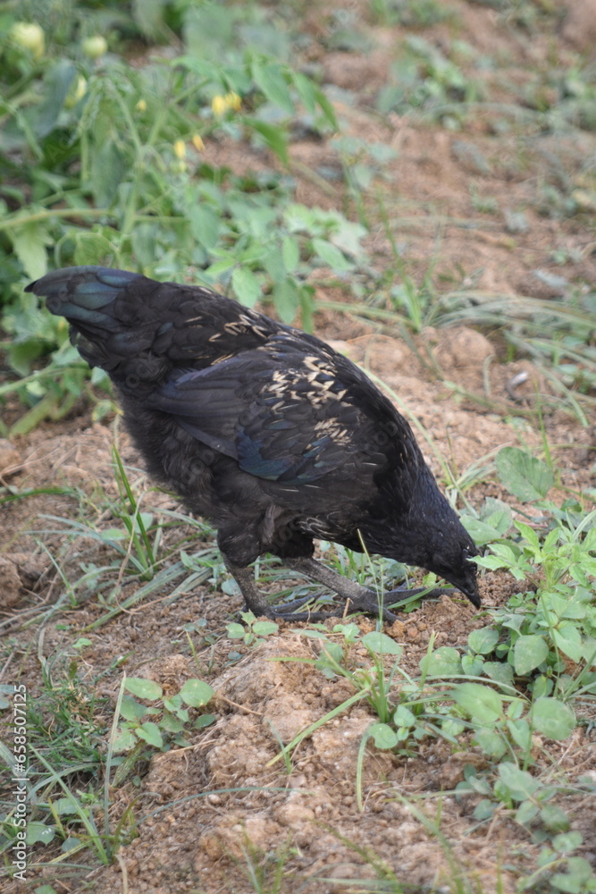 Fototapeta premium A free-range black Kadaknath chicken foraging in the backyard garden for bugs and food