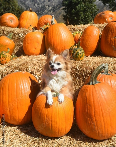 autumn chihuahua