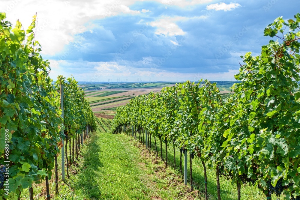 south moravia land of wines