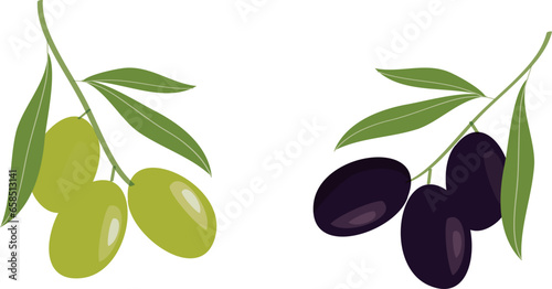 Olive hand drawn branch with green and black olives isolated on white background. Vector illustration