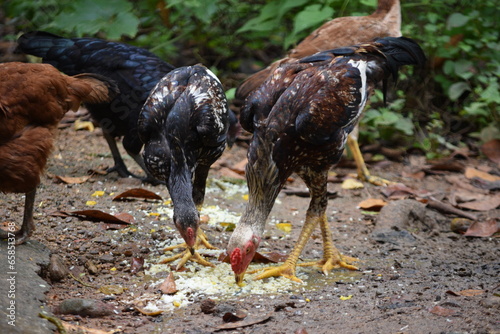 Chicken eating pecking on food kitchen scraps given in backyard area in outdoor space